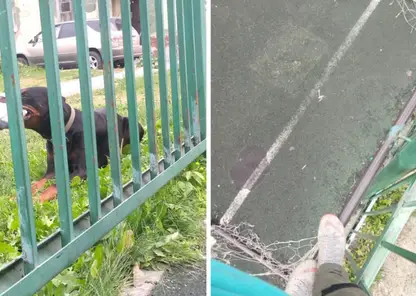 В Новосибирске большая собака напала на детей