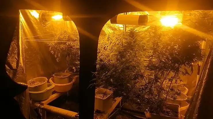 Житель Иркутской области на своей дачи создал плантацию по выращиванию конопли