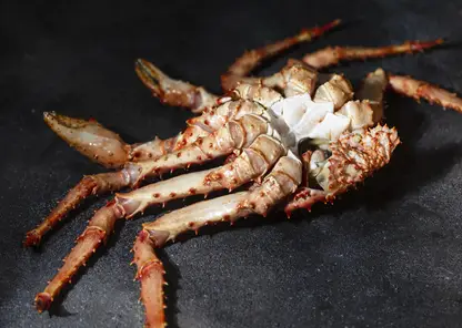 Директора компании по добыче краба в Приморье обвиняют в контрабанде и уклонении от уплаты таможенных платежей