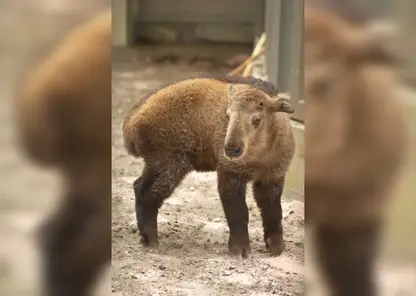 В зоопарке Новосибирска показали будущего 300-килограммового гиганта