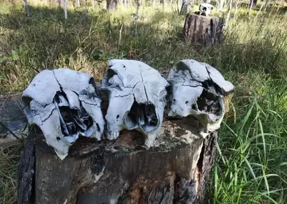 Новосибирские грибники нашли черепа животных в лесу