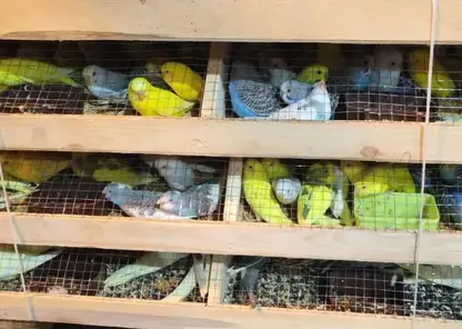 В Красноярск привезли больше 500 попугаев из Киргизии