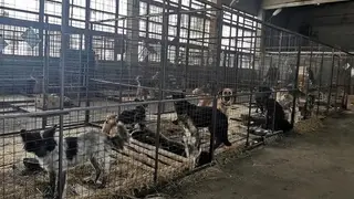 В Красноярске 1249 собак отловлены и помещены в городские приюты с диагнозом агрессивности В Красноярске 1249 собак отловлены и помещены в городские приюты с диагнозом агрессивности