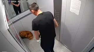 «Она забитая сидит в клетке»: в красноярском Солнечном живодер избил свою собаку в лифте и выбросил кота с девятого этажа (видео)