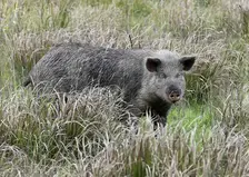 В Новосибирской области продолжается изъятие свиней у фермеров