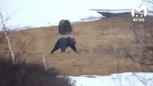 Медведи вышли к людям на севере Красноярского края: жители боятся выходить на улицу