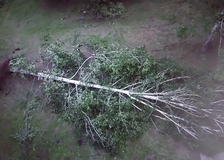 В Сосновоборске сильный ветер вырывал деревья с корнями