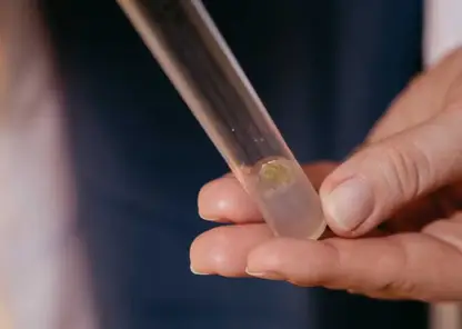 Красноярские ученые выяснили, как наночастицы железа ускоряют рост пшеницы