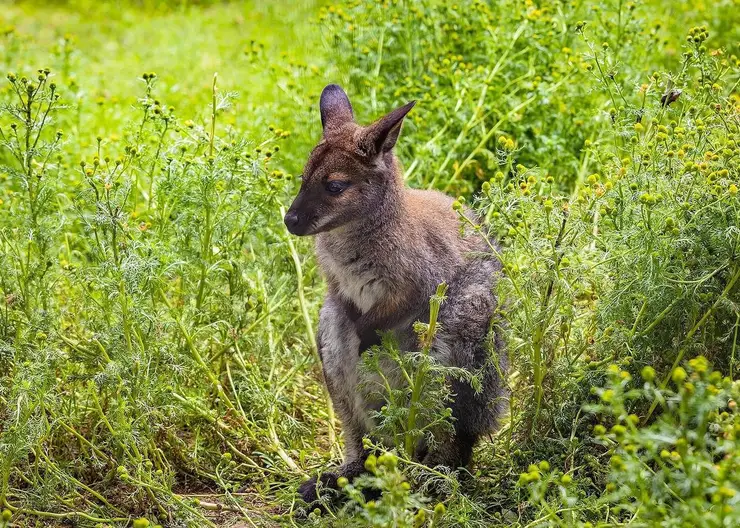 Жители Красноярска выбрали имя для кенгуренка из «Роева ручья» 