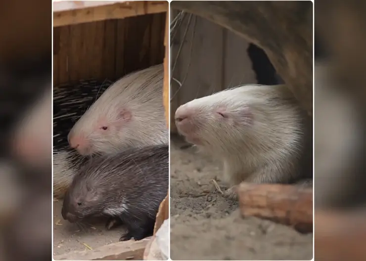 Новосибирский зоопарк показал детёнышей дикобраза-альбиноса