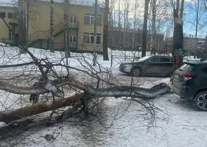 На двух школьников упало дерево во время метели в Новосибирске, один из них в больнице