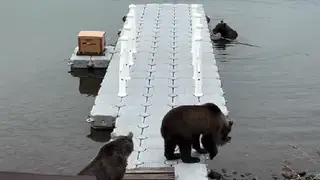 Дружбу трех медведиц показали в заповеднике на Камчатке