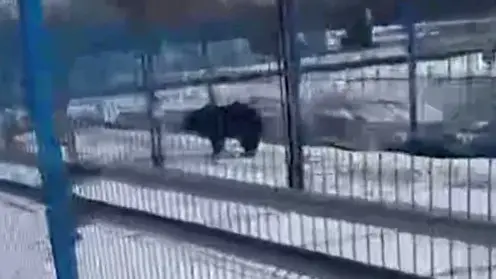 В Амурской области медведь забрел на территорию космодрома Восточный и заблудился