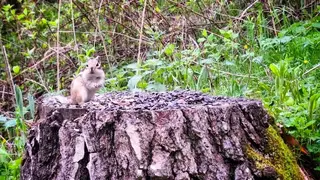В Красноярске ожидается жаркая пятница