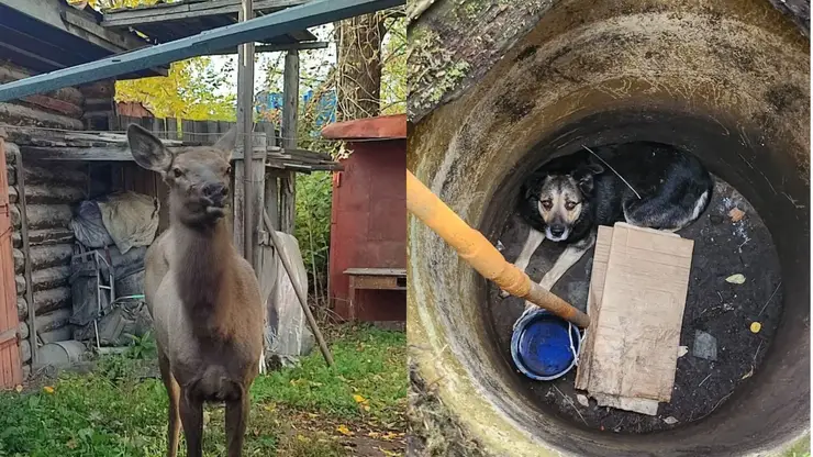 Сотрудники МЧС спасли двух животных в Красноярском крае за неделю