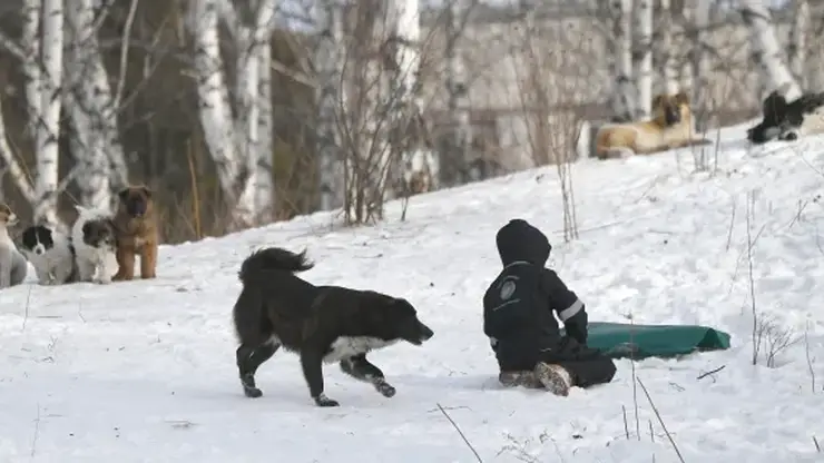 Глава СК РФ Александр Бастрыкин получит доклад о нападении собак на ребенка в Канске