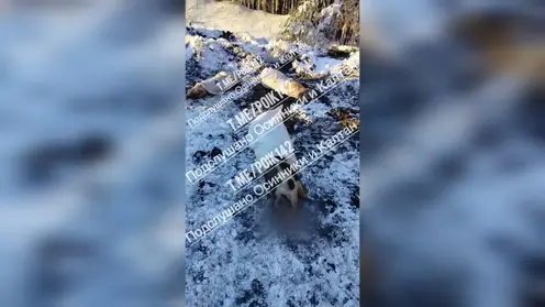 Трупы животных обнаружили на дороге в Кузбассе