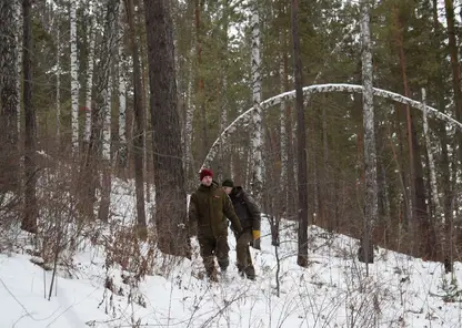 В лесах Красноярска проходят рейды из-за новогодних лесорубов