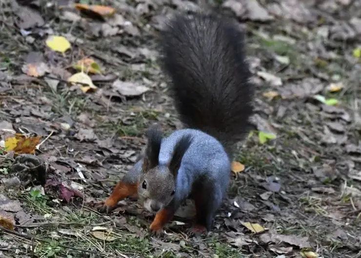 Белки все чаще нападают на жителей Красноярского края
