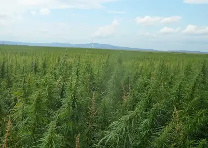 Огромные заросли конопли обнаружили на полях Красноярского края