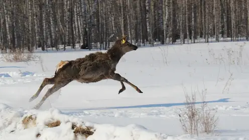 В Красноярском крае в дикую природу выпустят 64 марала