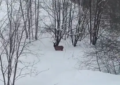 В Красноярском крае дикие маралы вышли к людям в поисках еды