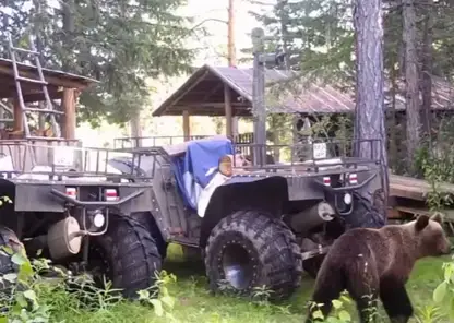 Медвежонок забрел на кордон заповедника «Тунгусский» (видео)