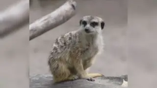 В зоопарке Новосибирска показали сурикатов, покоривших посетителей интеллектом В зоопарке Новосибирска показали сурикатов, покоривших посетителей интеллектом