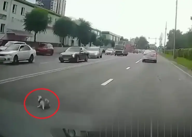 На правобережье Красноярска из такси на полном ходу вылетела кошка. Полиции об инциденте уже известно