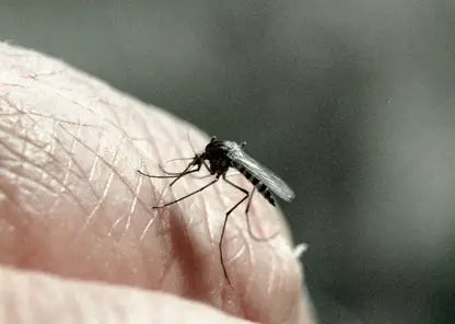 Красноярцам рекомендовали защищаться от комаров