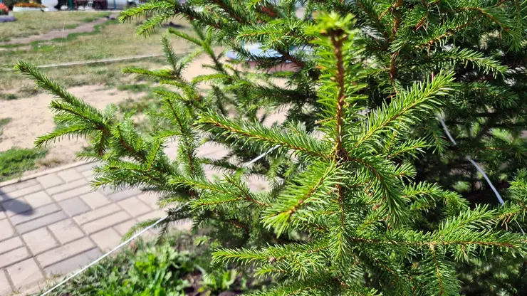 Во дворах Красноярска начали высаживать крупномерные деревья
