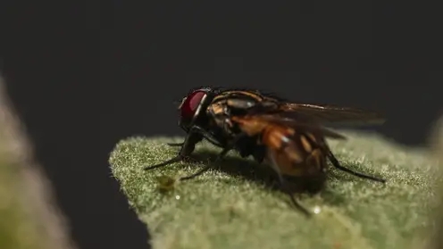 Опаснее клещей: ученый предупреждает россиян о насекомых-убийцах