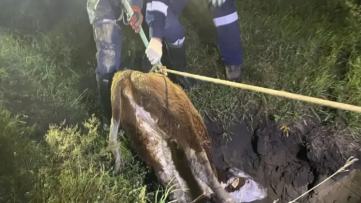 Провалившегося в яму домашнего телёнка вернули хозяину в Красноярском крае
