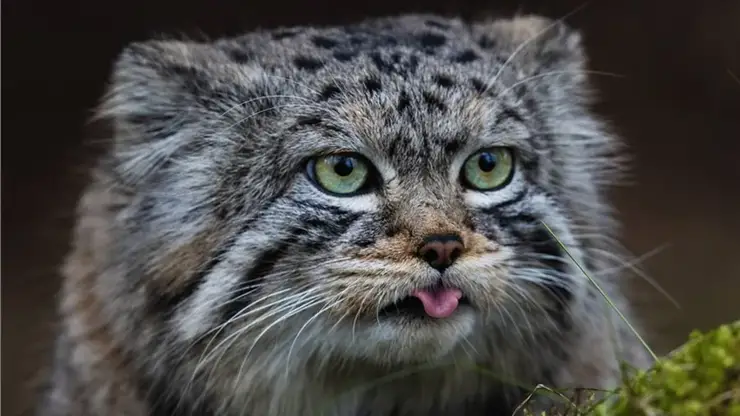 Красноярский манул Борис нагулял вес к зиме: в «Роевом ручье» подвели итоги зажировки