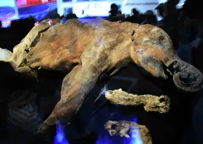 «40 000 лет и зим»: в Томске откроется выставка мамонтенка Любы