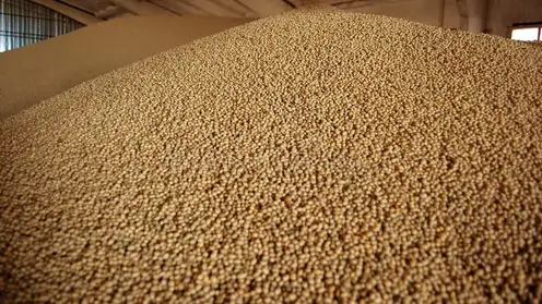 Из Красноярского края за три месяца экспортировали вдвое больше зерна, чем в прошлом году