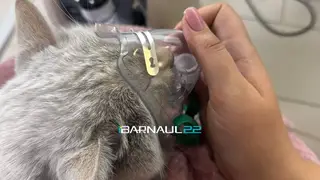 В Барнауле пожарные откачали кота кислородом и вернули его к жизни