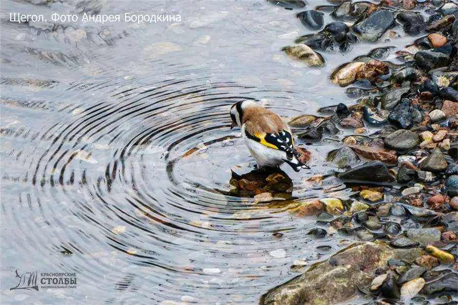 Фото: пресс-служба национального парка «Красноярские Столбы»