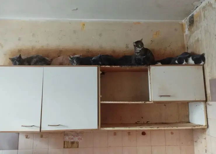 В Красноярске судебные приставы добились доступа в «кошачью» квартиру