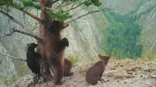 В Красноярском крае упитанная медвежья семья готовится к залеганию в берлогу