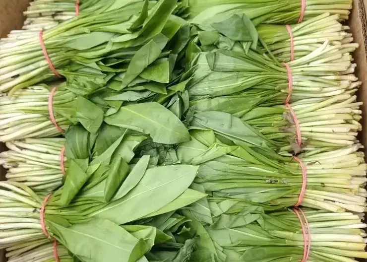 В Красноярске начали продавать первую в этом году черемшу