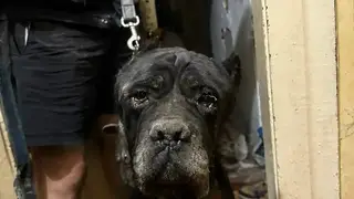 Породистая собака оказалась под завалами во время обрушения дома в Новосибирске Породистая собака оказалась под завалами во время обрушения дома в Новосибирске