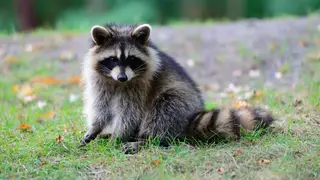 В Красноярском крае в «Парке Енотов» держали животных без вакцинации от бешенства