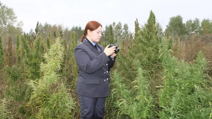 В Красноярском крае очищено от дикорастущей конопли свыше 1143 гектаров земли