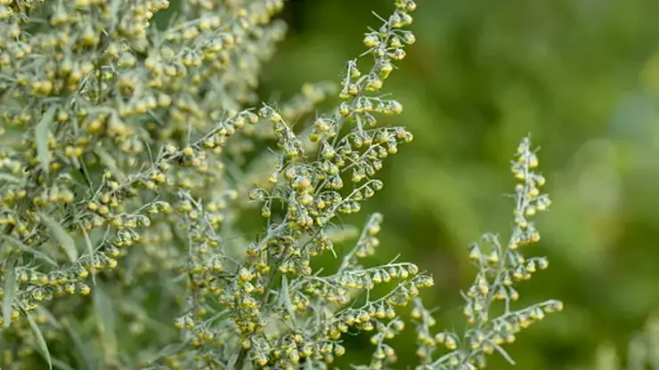 Пыльцевая буря обрушилась на Читу