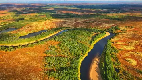 «Роснефть» высадила около миллиона деревьев в рамках программы лесовосстановления в Сибири в 2025 году