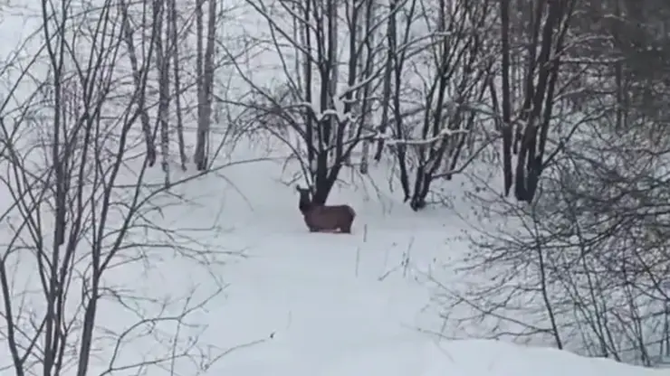 В Красноярском крае дикие маралы вышли к людям в поисках еды