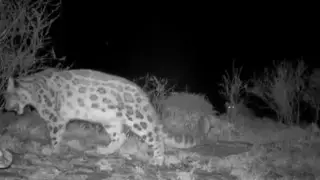 Рекордную численность снежных барсов зафиксировали в Саяно-Шушенском заповеднике Рекордную численность снежных барсов зафиксировали в Саяно-Шушенском заповеднике