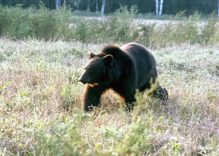 Медведя заметили недалеко от детского лагеря в Кемеровской области (видео)