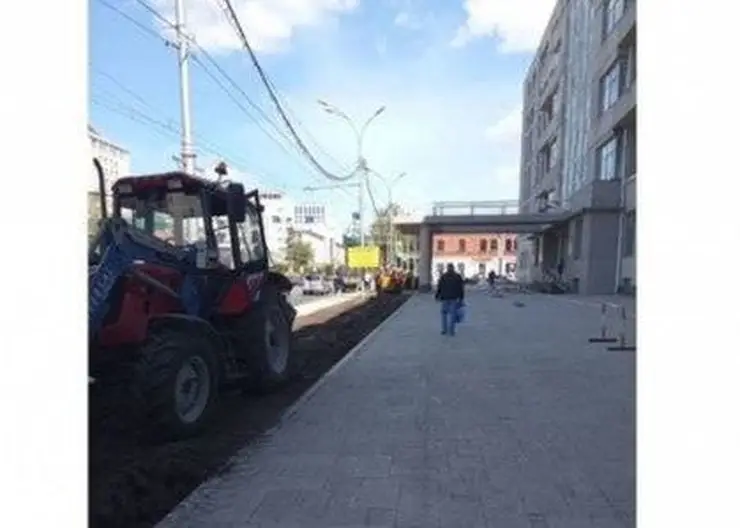 В Новосибирской области вырубили голубые ели перед зданием правительства